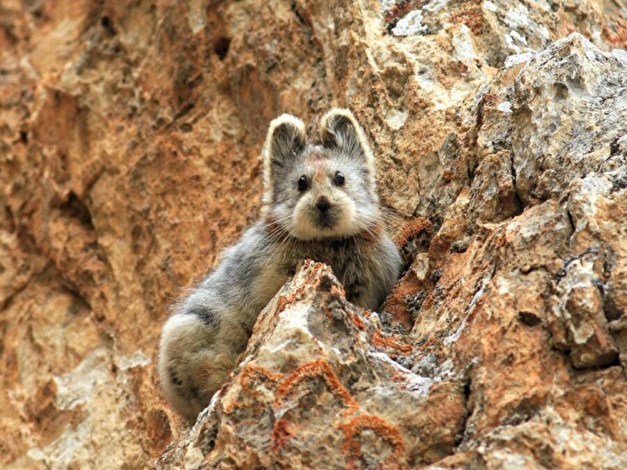 Ili Pika
'Sihirli Tavşan' olarak bilinen 'Ili Pika' ender rastlanan bir hayvan türü. Bu sevimli canlı 20 yıl sonra ilk kez Çin'in Tian Shan Dağı'nda görüntülendi.