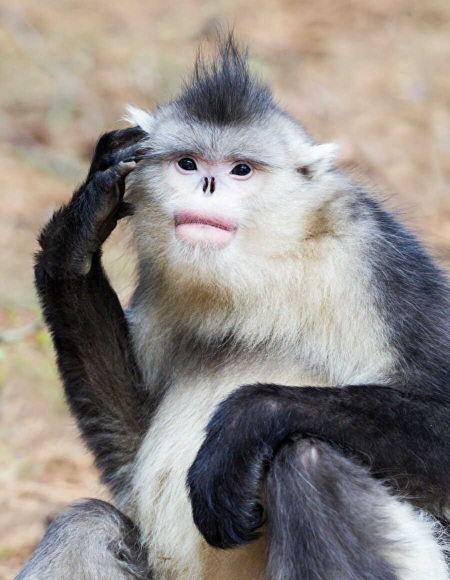 Gagalı maymun
Bu ilginç maymun türü 2010 yılında Myanmar'da keşfedildi. Burnu olmayan bu canlı, yağmur yağdığı zamanlarda sürekli hapşırıyor. 