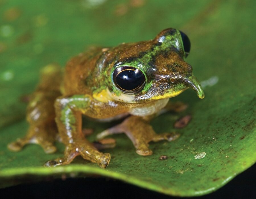 Pinokyo kurbağa 
'Spike-Nosed Tree Frog' adıyla bilinen kurbağaların, tehlike anında burunları uzar.