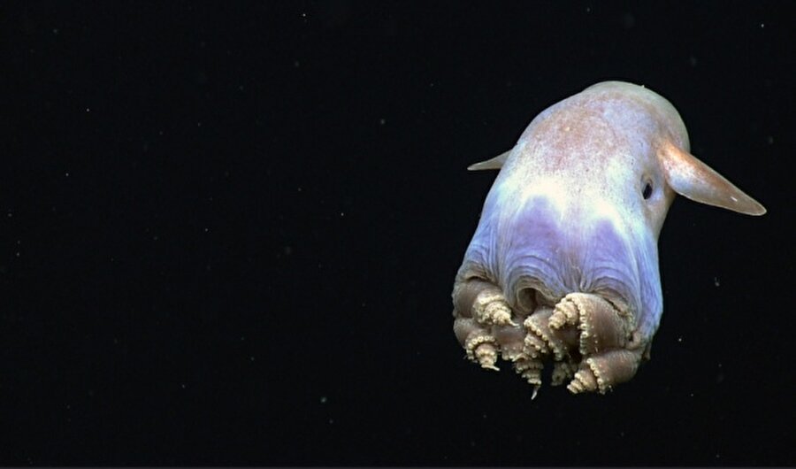 Dumbo ahtapotu
Dumbo ahtapotu olarak bilinen bu canlının bilimsel ismi 'grimpoteuthis'tir. 