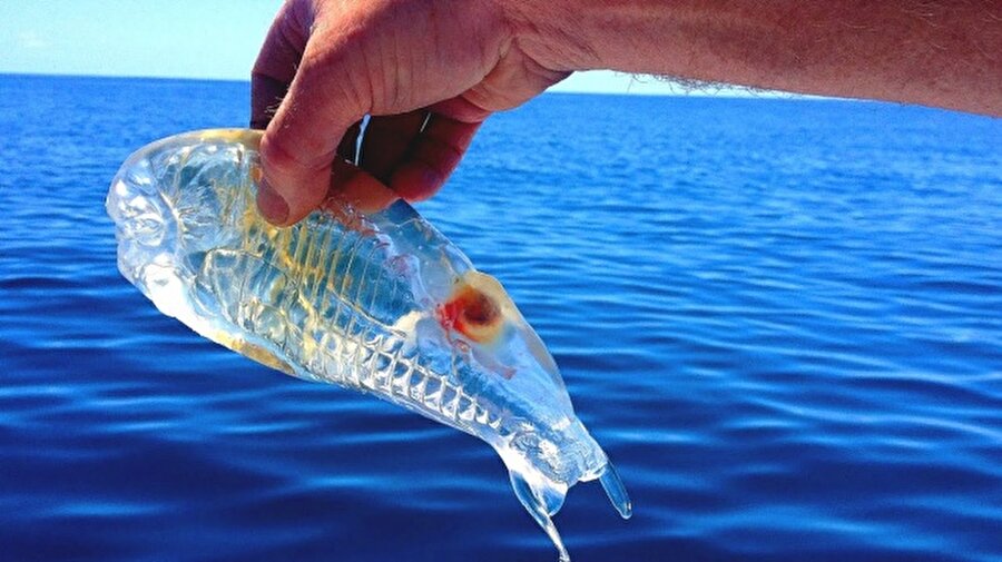 Transparan balık
Ender görünen bu balıklar denizlerdeki karbondioksiti dengeler.