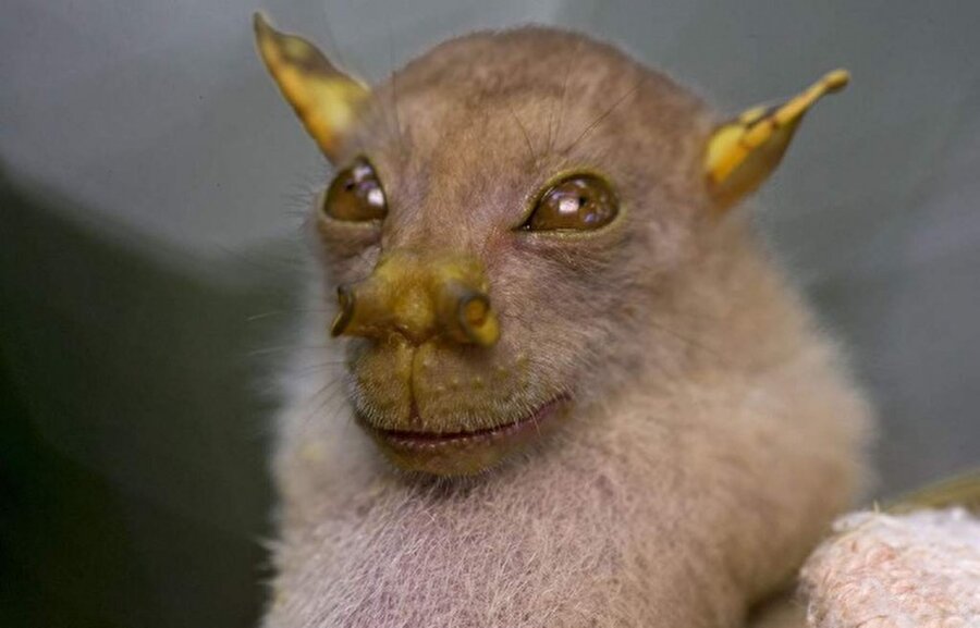 The Nendo tube-nosed fruit bat
Sevimli bakışlara sahip bu hayvan 2009 yılında Papua Yeni Gine ormanlarında keşfedildi. 