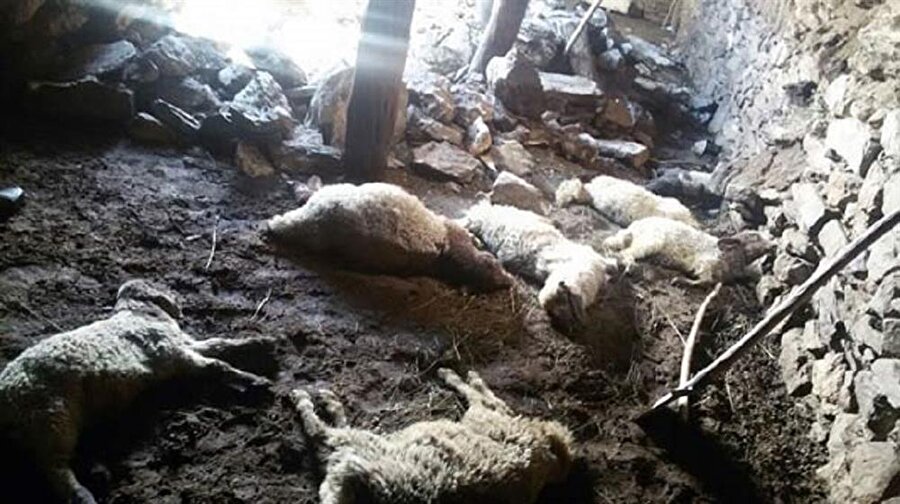 Aile şokta: Sabah uyandıklarında hayvanlarını böyle buldular