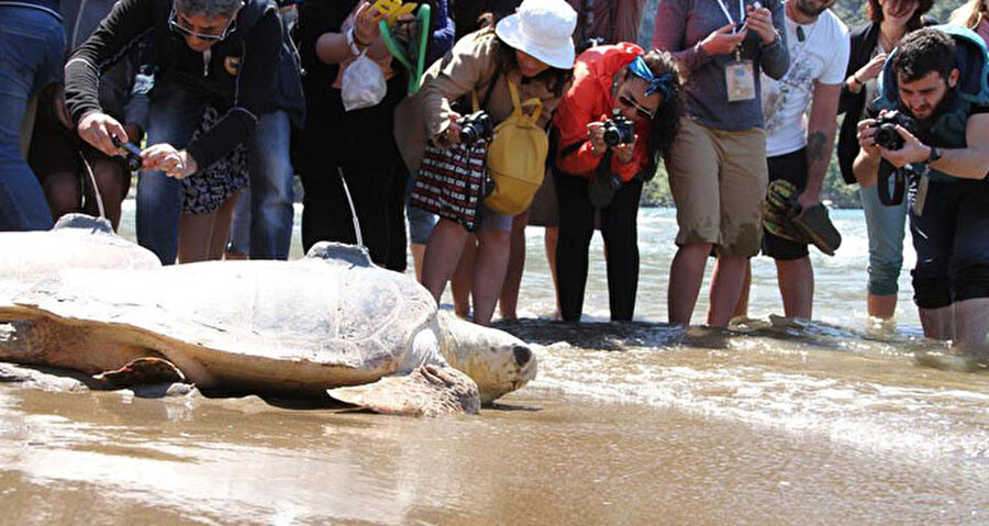 Jandarmaya haber verildi

                                    
                                    
                                    
                                    Koya giden Çincik, 75 santimetre boyunda, 45 kilogram ağırlığındaki caretta caretta türü deniz kaplumbağasının başından 3 kurşunla vurularak öldürüldüğünü görünce, Gümüşlük Jandarma Karakol Komutanlığı ile Arama Kurtarma Derneği (AKUT) Bodrum ekibine haber verdi.
                                
                                
                                
                                