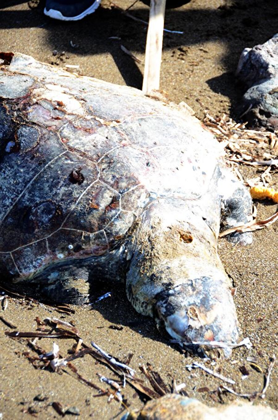 "Bu bir vahşet"

                                    
                                    
                                    
                                    Jandarma, nesli tükenmekte olan türler arasında olan Caretta caretta'nın kurşunlanarak öldürülmesiyle ilgili soruşturma başlatırken, AKUT Bodrum ekibi de Ortaca İlçesi, Dalyan Mahallesi'ndeki Deniz Kaplumbağaları Araştırma Kurtarma ve Rehabilitasyon Merkezi (DEKAMER) ile irtibata geçti.Telef edilen deniz kaplumbağasının incelenmek üzere DEKAMER'e teslim edileceği bildirildi. Koyunbaba Mahallesi Muhtarı Yılmaz Çincik, "Bu bir vahşet. Bunu yapanlar insan olamaz. Sorumlularının bir an önce bulunup, hak ettikleri cezanın verilmesini istiyoruz" dedi. 
                                
                                
                                
                                