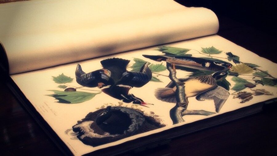 Birds of America John James Audubon

                                    
                                    
                                    
                                    
                                    John J. Audubon’un el yazması olan kitabı, Amerika’da bulunan kuşların, resimleri ve özelliklerini anlatmıştır. 1820 yılında yazılan kitabın değeri 12 milyon dolardır.
                                
                                
                                
                                
                                