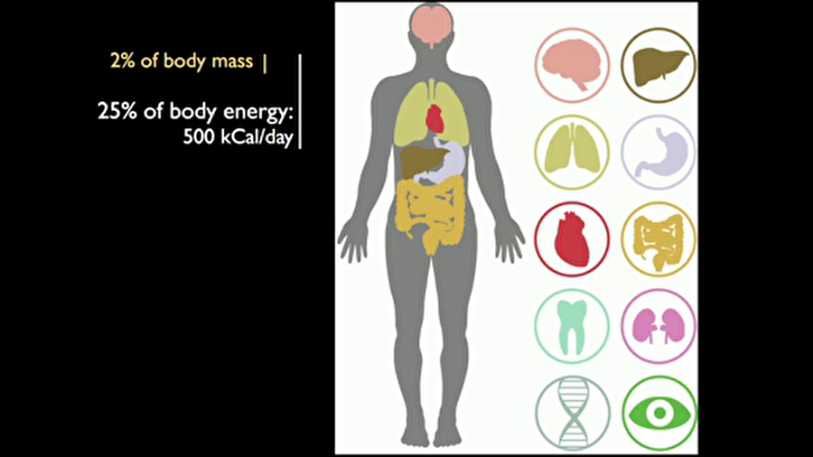 En büyük enerji tüketicidir
Tüm vücut ağırlığımızın %2’sini oluşturmasına rağmen yiyip içtiklerimizde bulanan enerjinin en az %20’sini tüketir. Bu insanın karmaşık düşünceler üretebilen bir varlık olmasıyla doğrudan alakalıdır.