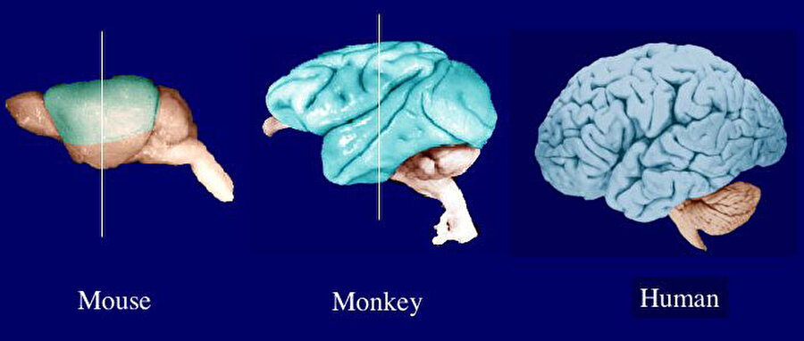 Diğer canlılara göre daha büyük bir neo-kortekse sahiptir
Beyin zarı da denilen beyin neo-korteksi, beynimizin en dış kısmıdır. Konuşma ve soyut düşünme kabiliyetimizin kaynağı olan neokorteks, diğer memelilerle karşılaştırıldığında insanlarda %76 oranında daha büyüktür. 