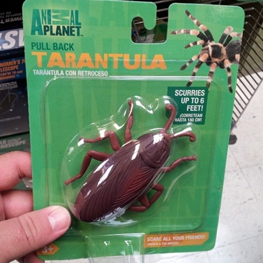 Tarantulaya farklı bir yorum
