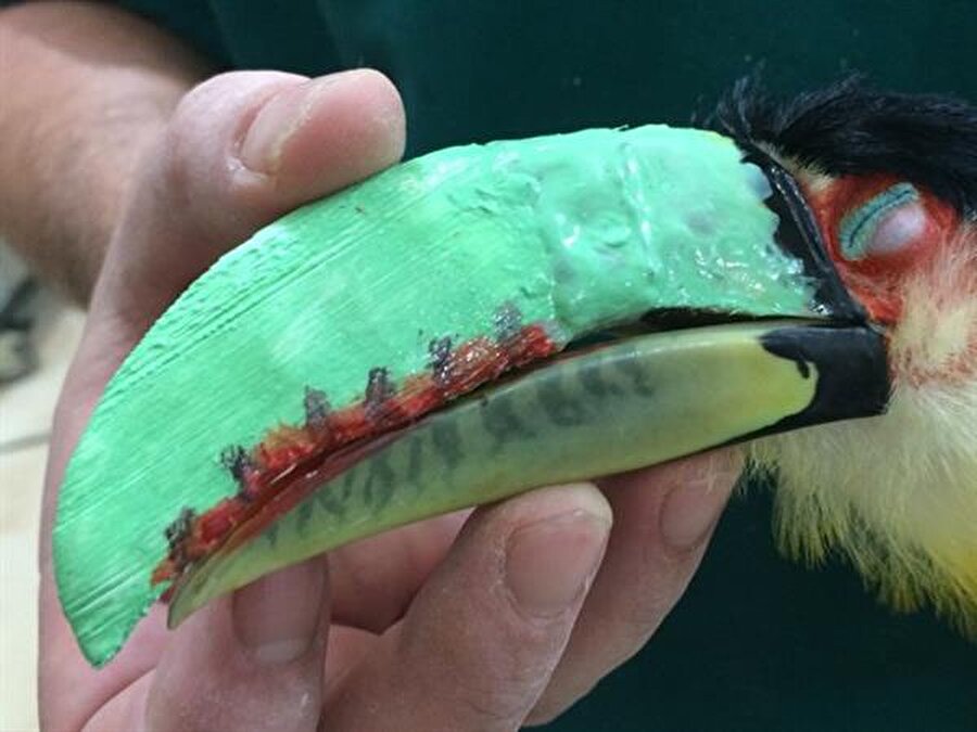 Tukan kuşuna 3D baskı yöntemiyle protez gaga yapıldı.