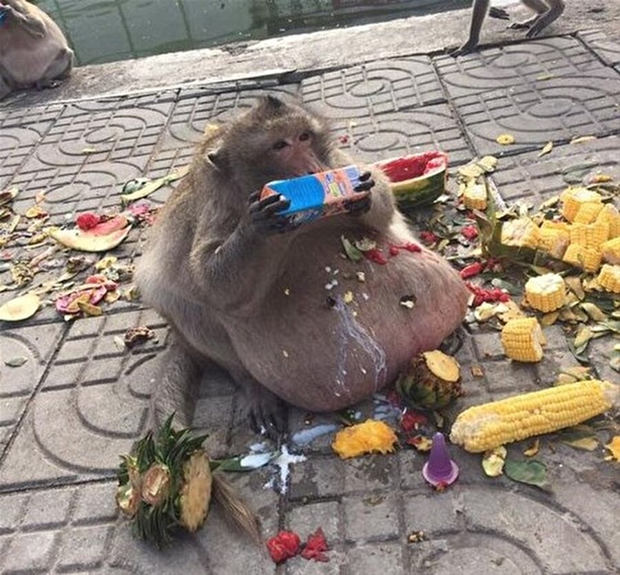 "Şişko amca"
"Şişko amca" isimli maymun turistlerin ilgi odağı oldu. Tayland'da normal ağırlığının iki katı olan obezite maymun, karnı yerde sürünerek yürüyebiliyor.