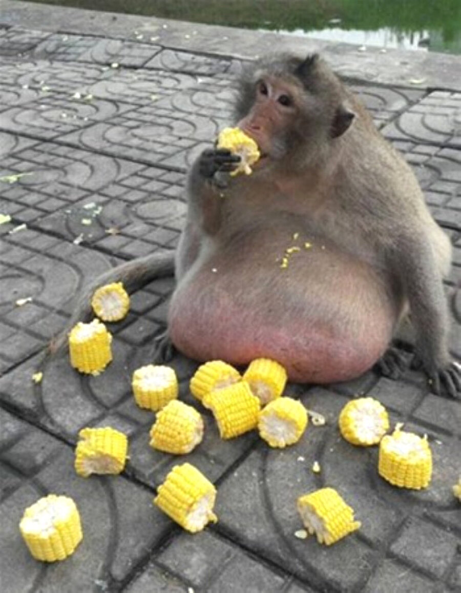 Turistler besliyor
Bangkok'ta bir pazarda turistler tarafından kavun, karpuz, erişte, milkshake ve mısır ile beslenen maymun yediği şekerli yiyeceklerden obezite oldu.
