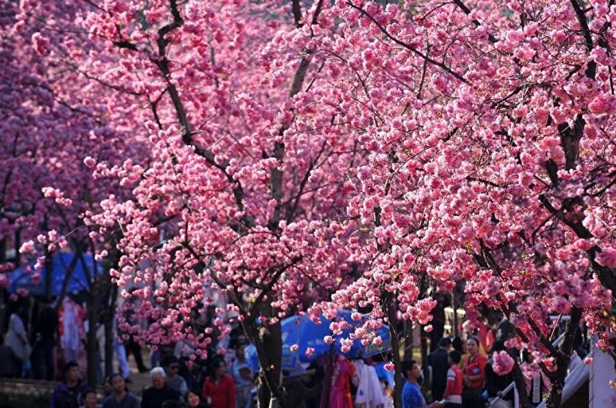 Kunming / Çin

                                    
                                