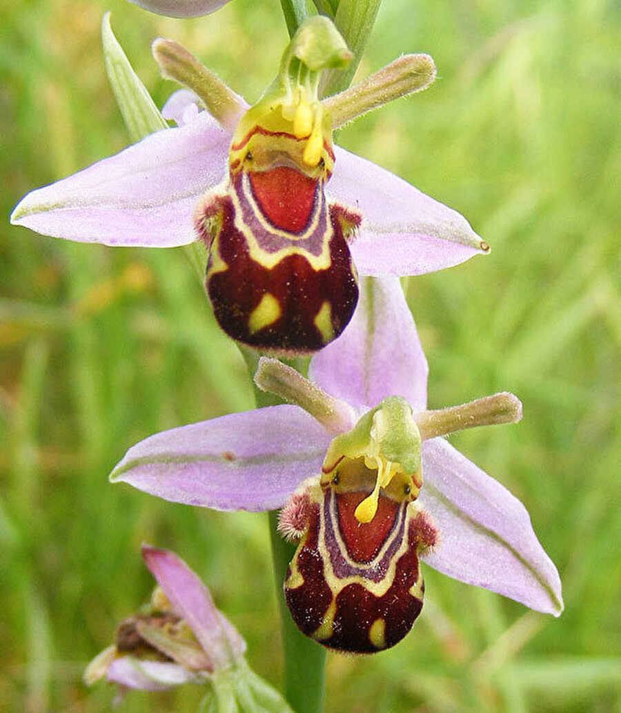 Орхидея «смеющийся Шмель» (Ophrys bomybliflora)