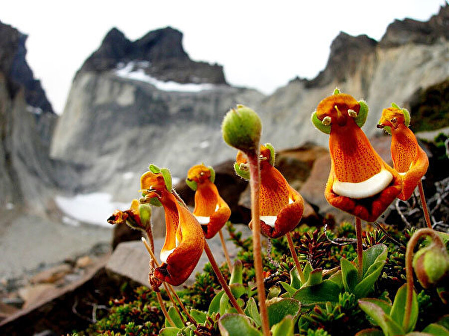 Mutlu çiçekler

                                    
                                    Calceolaria Uniflora çiçeği.
                                
                                