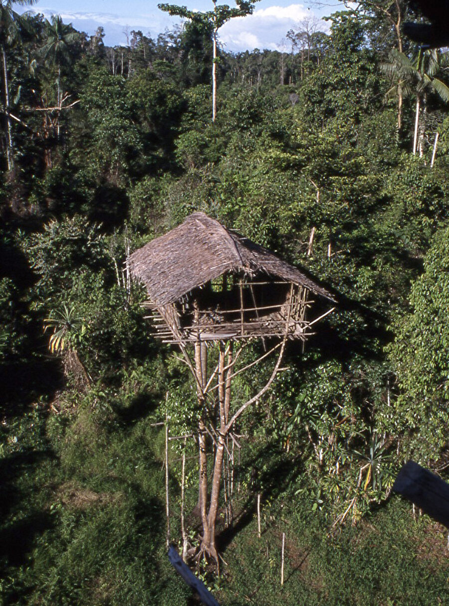
                                    Korowai'ler doğal felaketler ve hayvanlardan korunmak için evlerini 50 metre yükseklikteki ağaçların üzerine inşa ediyor. 
                                