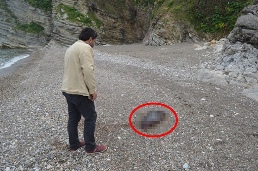 ölü yunus balığı