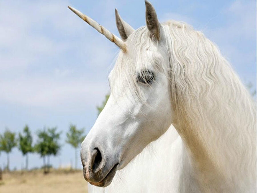 Unicorn / Tekboynuz
Unicorn tek boynuzlu mitolojik bir at türüdür. Unicorn efsanesinin Yunan mitolojisinden de eski olduğuna inanılır. 