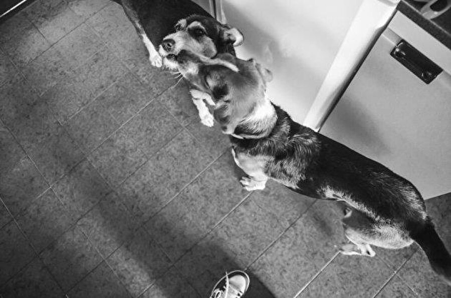 "Beni tedavi etti"
Onunla uzun yürüyüşler yaptığını belirten genç kadın, Lily'nin onu tedavi ettiğini söylüyor.