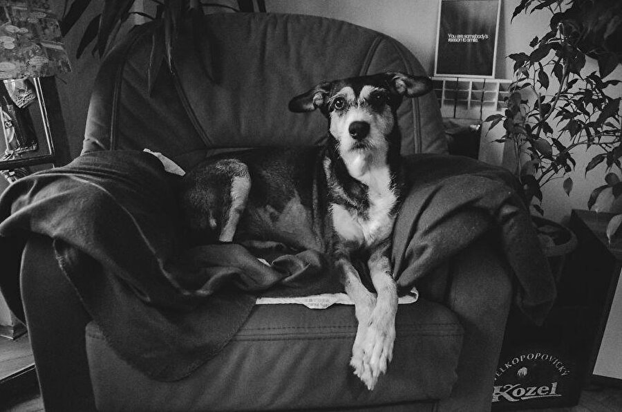 Nesi olduğunu bilmiyordu
Kanser olduğunu öğrendikten sonra onu bir sürü veterinere götüren Jasmina, "Bu sürece kadar nesi olduğunu bilmiyordum" diyor.