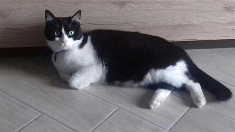 Bakmayın öyle masum durduğuna: Kedi Fiocco mahkemelik 