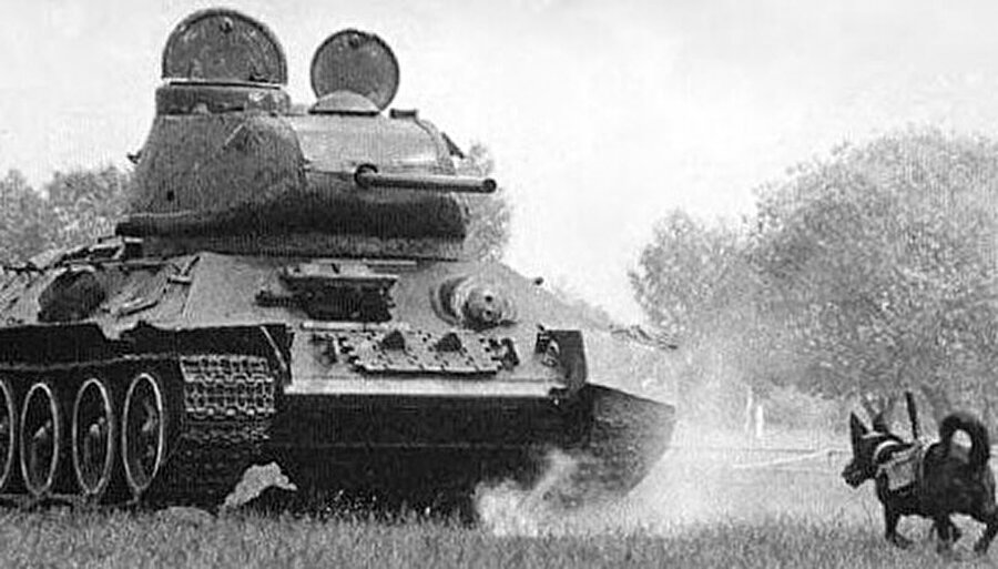 Tanksavar köpekleri

                                    
                                    2. Dünya Savaşı’nda Almanlara karşı Sovyetlerin kullandığı oldukça insanlık dışı bir yöntemdi. Sırtlarına patlayıcı yüklenen köpekler tankların üzerine salınırdı. Köpeklerin tankların altına kolayca gitmesinin sebebi ise tankların altında yemek arama göreviyle eğitilmelidir. Sovyetlerin bu yolla yaklaşık 300 adet Alman tankını imha ettiği ve bu durumun savaş raporları arasında olduğu iddia edilmektedir.
                                
                                