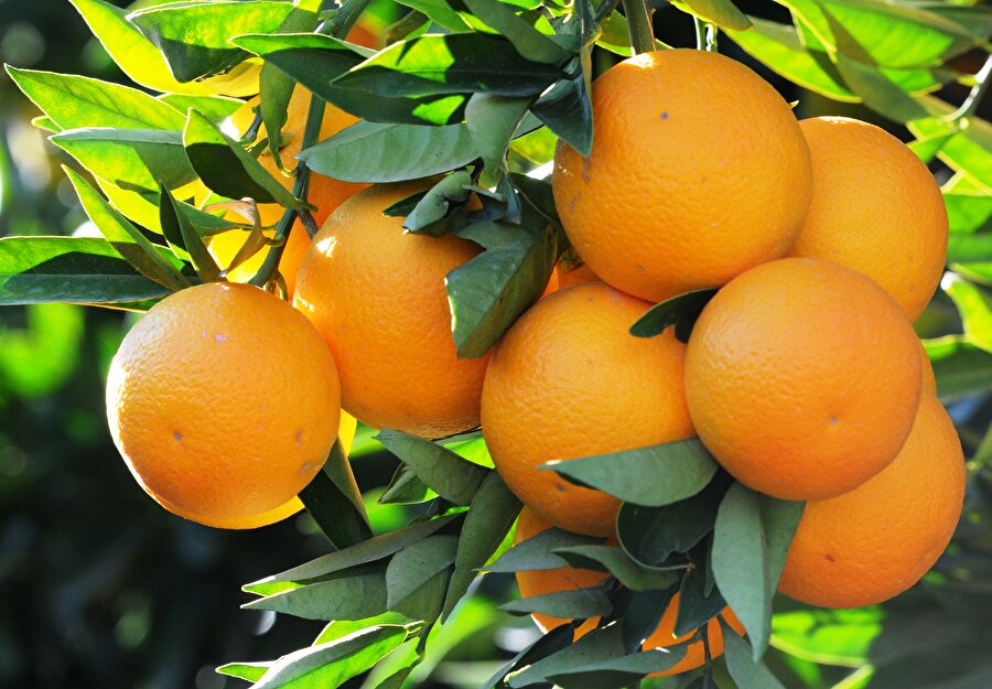 4- Portakal

                                    
                                    
                                    
                                    C vitamini açısından zengin portakal B ve E vitaminleri ile fosfor, magnezyum ve potasyum minerali de içerir.Portakalda ayrıca bakır, çinko, demir, bakır ve manganez mineralleri ile protein de bulunur. 
                                
                                
                                
                                