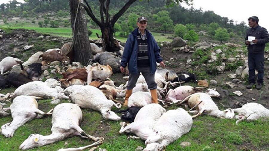 Bir çobanın yıkıldığı an: Her şey saniyeler içinde oldu