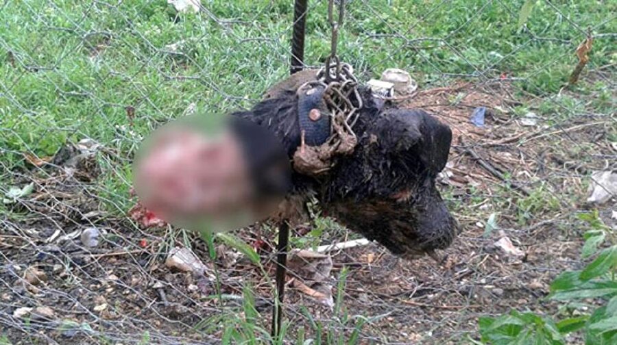 Bilecikte esrarengiz olay: Köylü nöbette