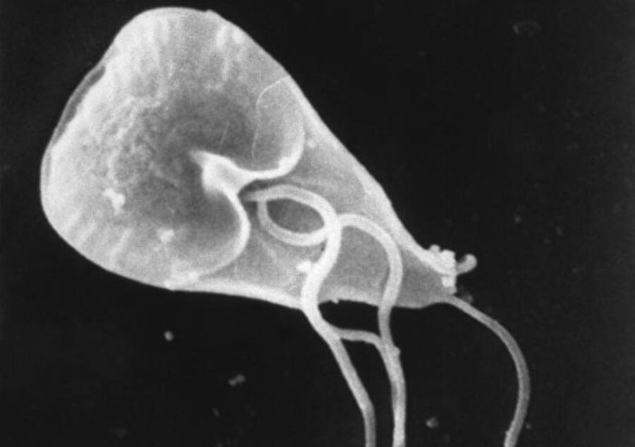 Giardia
Giardia, ince bağırsakta enfeksiyonlara neden olan parazittir. Giardia uygun su filtrelemesi yapılmayan ülkelerde sıklıkla görülüyor. Özellikle fakir ülkelerde bu enfeksiyonun neden olduğu komplikasyonlar çok yaygındır.