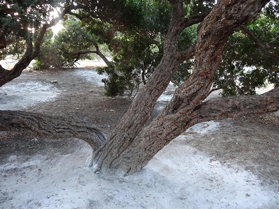 Damla sakızı, Yunanistan'ın 'Sakız Adası'nda yetiştirilir. Söz konusu bu adada sakız toplama geleneği orta çağa kadar uzanır.