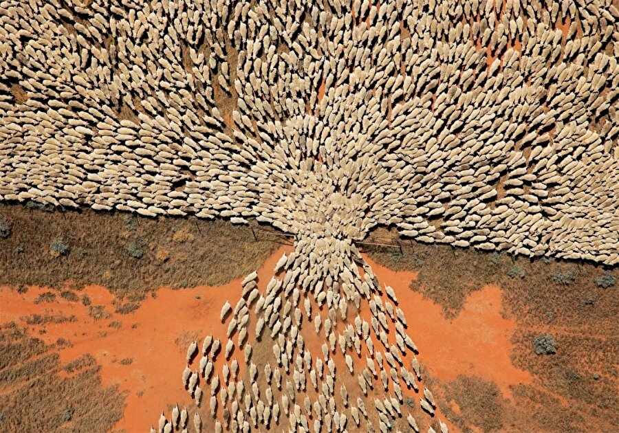 Koyun sürüsü
