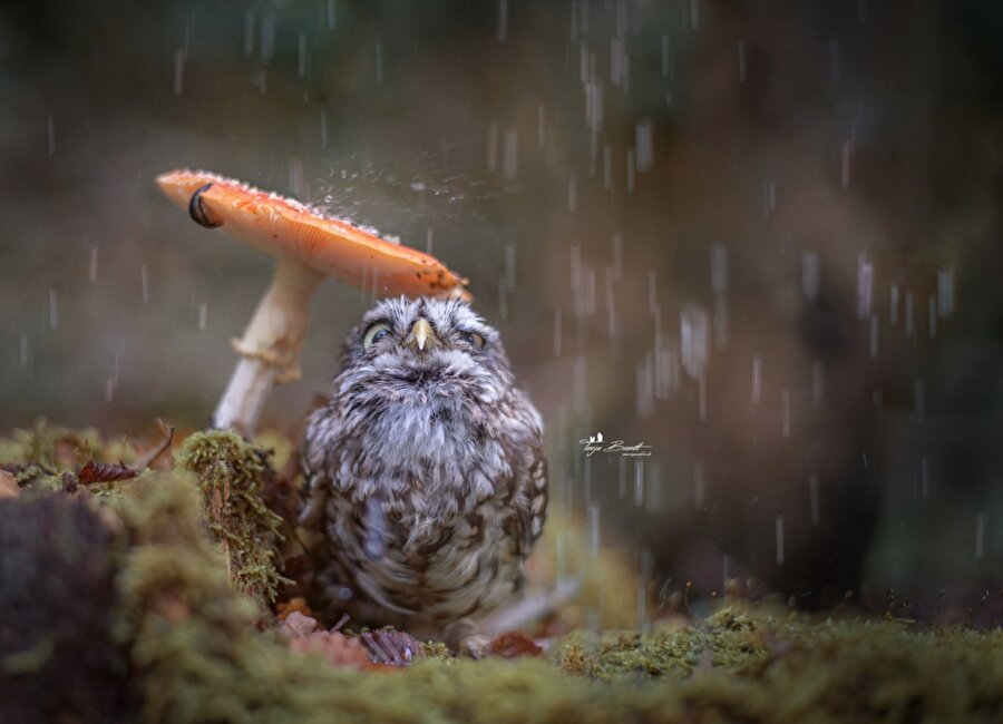 Yağmurdan korunmaya çalışıyor
