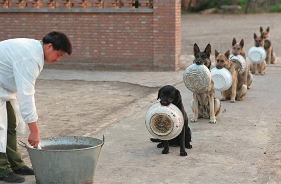 Çinli polis köpekleri
