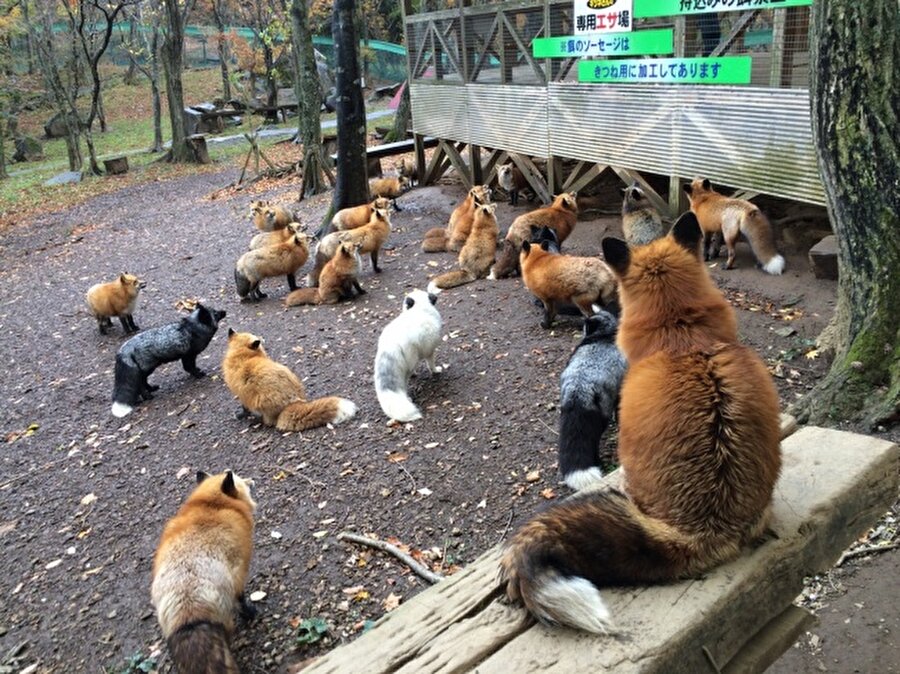 Tilki Köyü / Japonya
Zao Kitsune Mura isimli köyde 100'den fazla tilki özgürce dolaşıyor. 