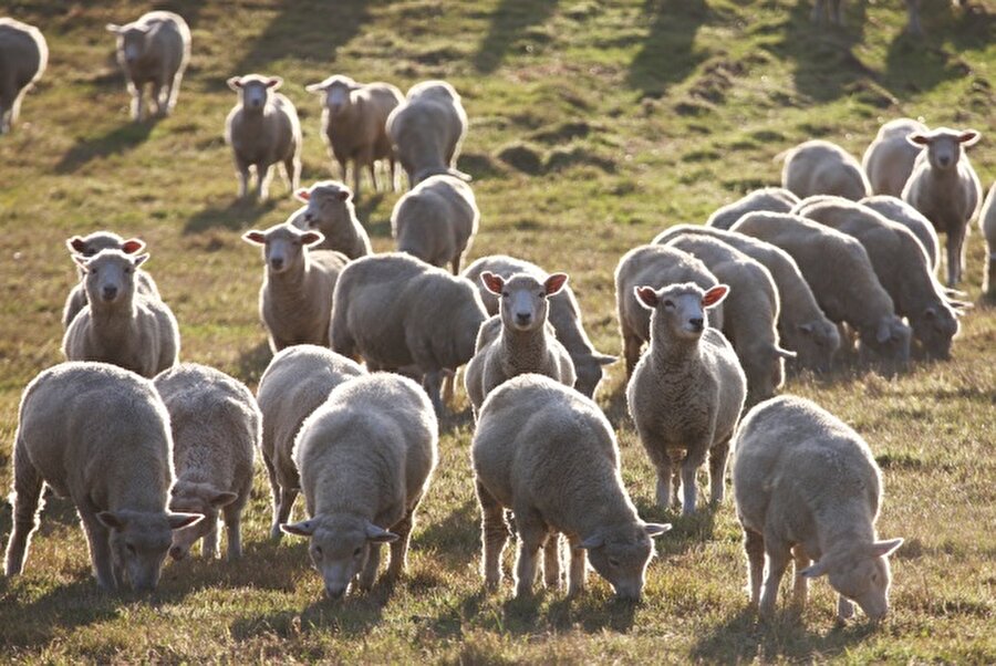 Yeni Zelanda
Yeni Zelanda'da insan nüfusu 4.4 milyonken koyun nüfusu 34 milyondan fazla. Bu ülkede kişi başına 8 koyun düşüyor. 