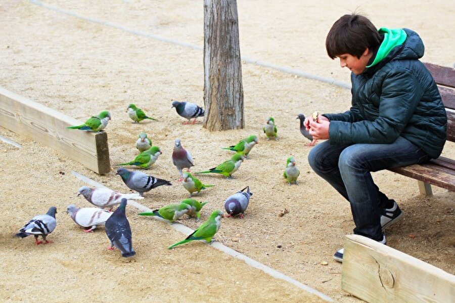 İspanya
Bizler büyük meydanlarda güvercinlere yem atmayı nasıl doğal karşılıyorsak; İspanya'da da papağanları beslemek çok normal. 