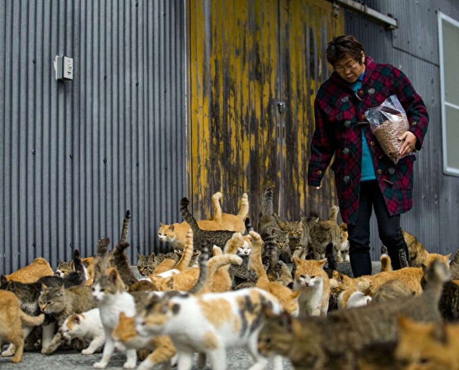 Kedi Adası / Japonya
Japonya'nın Tashiroima Adası'nda insanlardan daha çok kediler yaşıyor.