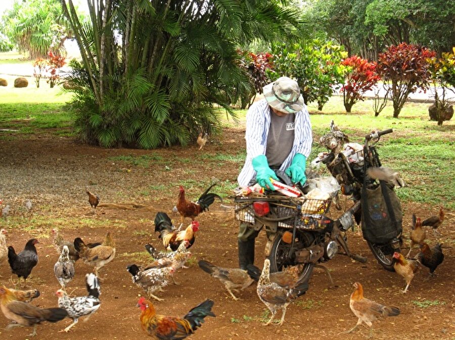 Hawaii
Hawaii'nin Kauai Adası'nın her tarafında horozlar ve tavuklar bulunuyor. Sokakta yürürken tavuk yumurtalarıyla karşılaşmak son derece normal bir durum.