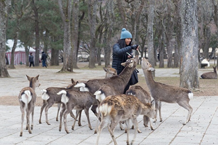 Geyik Adası / Japonya
Japonya'nın Nara isimli kasabasında insanlardan daha çok geyikler yaşıyor. Geyikler; sokaklarda, caddelerde, parklarda her an karşınıza çıkabiliyor.(Kaynak: brightside.me)
