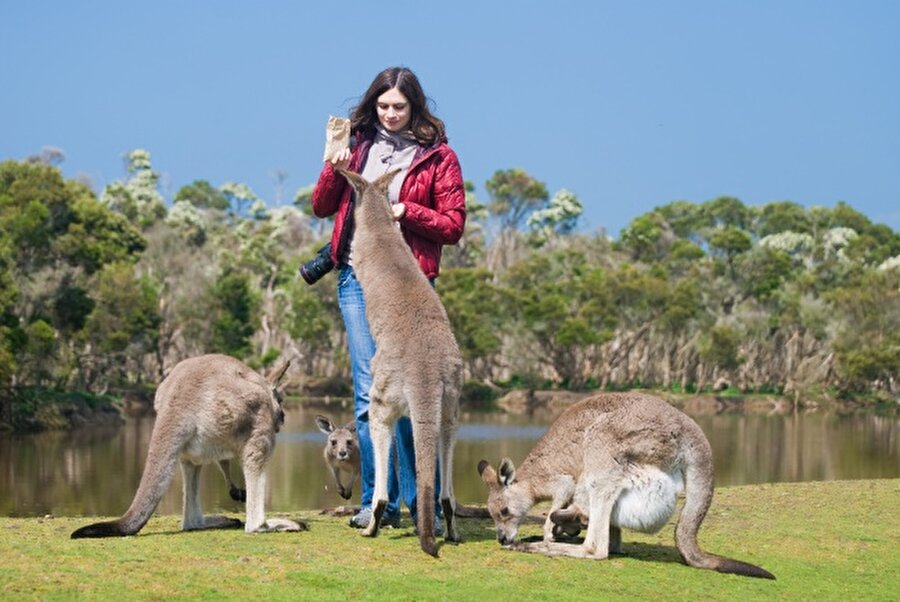 Avustralya
Avustralya'nın Phillip Adası'nda geniş bir araziye kurulu vahşi yaşam parkı bulunuyor. Parkın en kıymetlileri ise kangurular.
