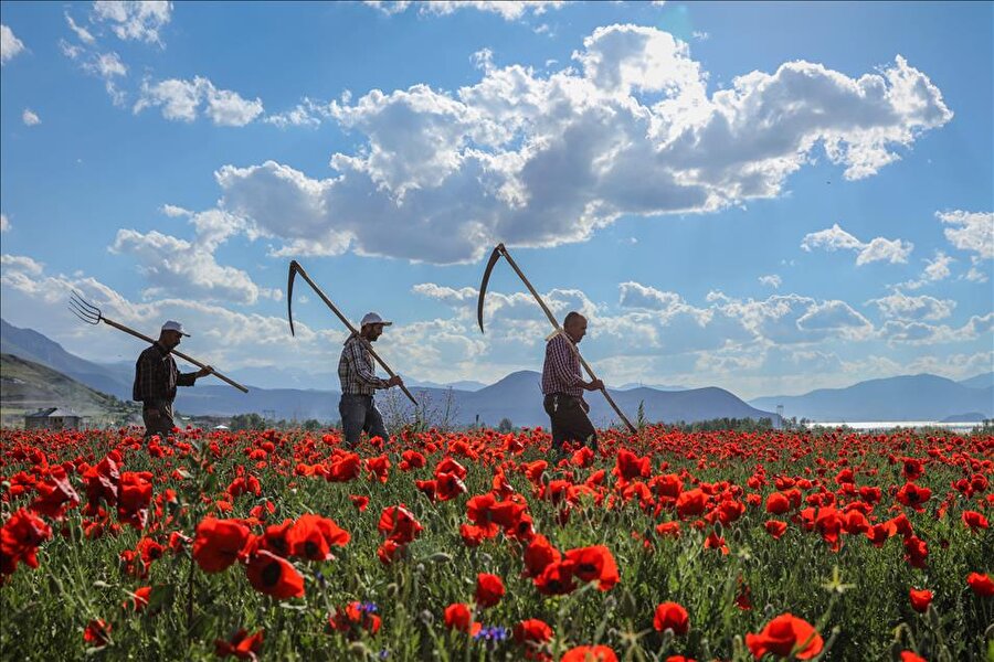 Gelinciklerin görsel şöleni

                                    
                                    
                                    
                                    
                                    Türkiye'de ilkbahar mevsiminde çoğu bölgede doğal olarak yetişen, şiir, efsane ve türkülere konu olan gelincik çiçeği, kırmızı görüntüsüyle Van'daki uçsuz bucaksız tarlalarda görsel şölen oluşturuyor.
                                
                                
                                
                                
                                