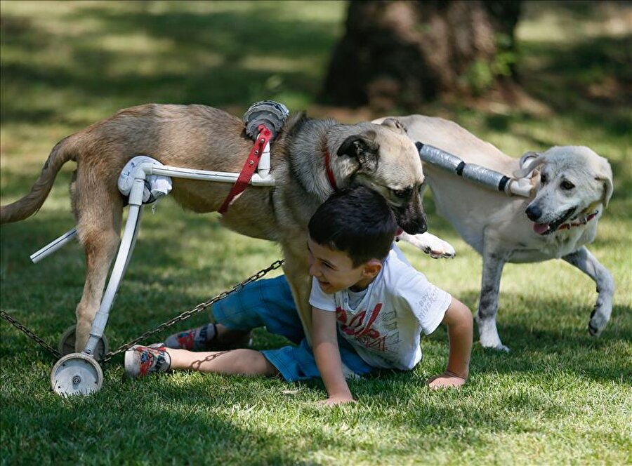 Yürüyemeyen köpeklere yürüteç tasarlıyor

                                    
                                    
                                    
                                    
                                    İzmir'de çilingir ustası Umut Bilir, sakat ve felçli köpekleri 15 liraya mal ettiği yürüteçlerle yürüme özgürlüğüne kavuşturuyor. Köpek dalaşında ısırıldığı için omuriliği zedelenen yavru köpek "Tosun"a yaptığı yürüteçle hayvanseverlerin gönlünü kazanan Bilir, şimdi başka sokak köpekleri için gönüllü özel sipariş alıyor.
                                
                                
                                
                                
                                