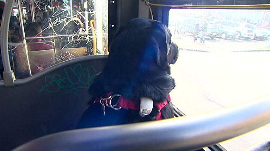 Можно с собакой в автобус. Собака ездит в автобусе. Собака едет в маршрутке. Собака за рулем автобуса. Собака катается в автобусе.