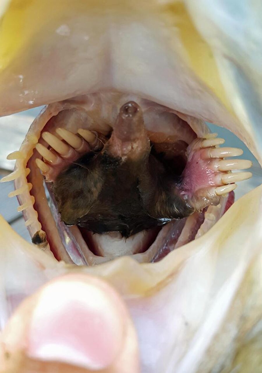 Balığın midesinde ne var?