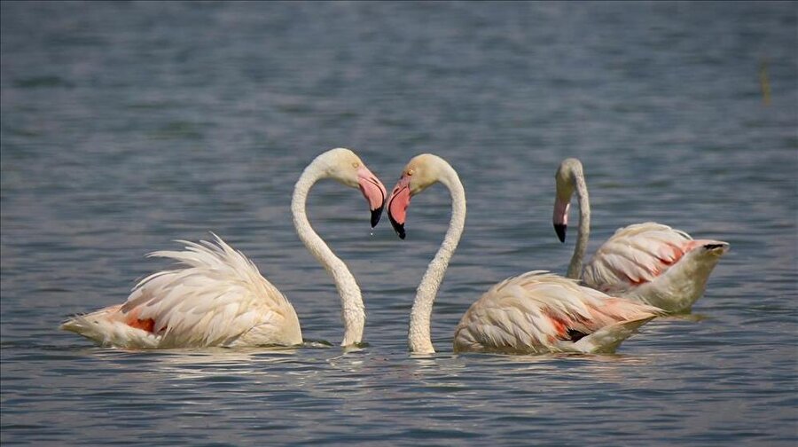 Erçek Gölü'nde flamingoların görsel şöleni başlıyor

                                    Göçmen kuşların Kuzey Afrika'dan İran'a uzanan yolculuğunda en önemli konaklama merkezlerinden biri olan Erçek Gölü, her yıl olduğu gibi bu sene de flamingolara ev sahipliği yapıyor.
                                