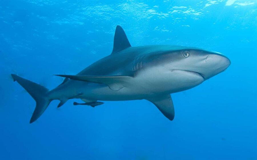 Köpekbalıklarını takip edin

                                    
                                    Üzerlerine GPS cihazı bağlanarak doğaya salınan köpekbalıklarıyla tanışabilir, onları gerçek zamanlı olarak takip edebilirsiniz.http://www.ocearch.org/
                                