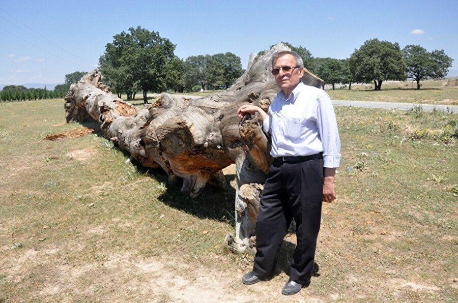 200 yıllık çam ağacı görenleri şaşkına çeviriyor