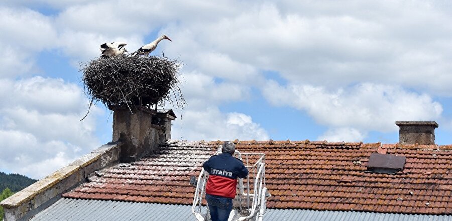 Anneleri ölen leylek yavrularına belediye sahip çıktı