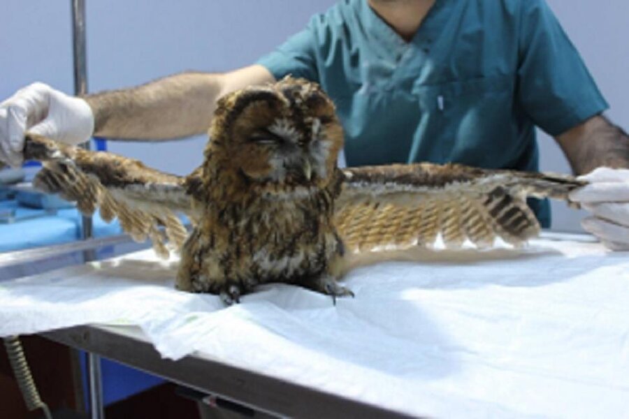 Kanadı kırılan alaca baykuş tedavi edildi